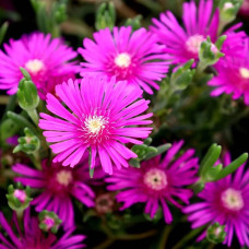 Делосперма купера Сузір’я | Delosperma cooperi Constellation | Делосперма купера Созвездие