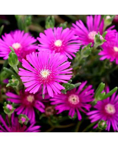 Делосперма купера Сузір’я | Delosperma cooperi Constellation | Делосперма купера Созвездие