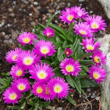 Делосперма купера Сузір’я | Delosperma cooperi Constellation | Делосперма купера Созвездие