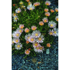 Делосперма Келаїдіс | Delosperma Kelaidis | Делосперма Келаидис