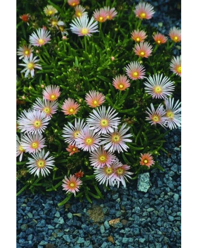 Делосперма Келаїдіс | Delosperma Kelaidis | Делосперма Келаидис