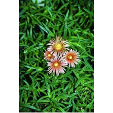 Делосперма Келаїдіс | Delosperma Kelaidis | Делосперма Келаидис