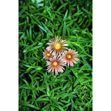 Делосперма Келаїдіс | Delosperma Kelaidis | Делосперма Келаидис