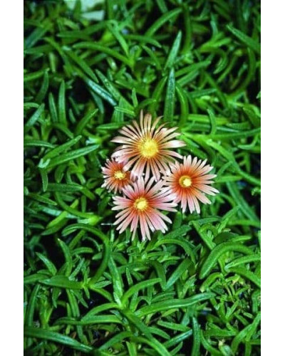 Делосперма Келаїдіс | Delosperma Kelaidis | Делосперма Келаидис