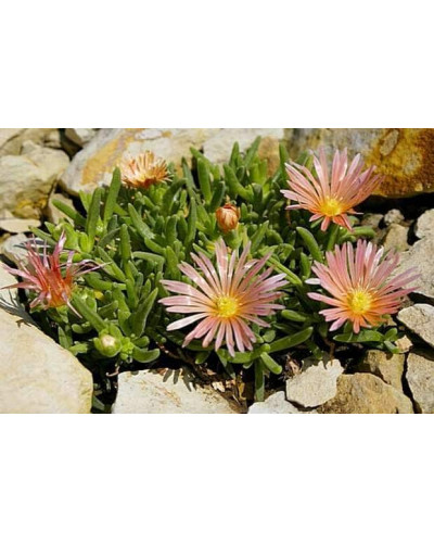 Делосперма Келаїдіс | Delosperma Kelaidis | Делосперма Келаидис