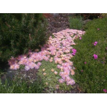 Делосперма Келаїдіс | Delosperma Kelaidis | Делосперма Келаидис