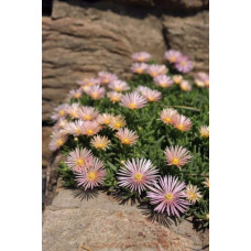Делосперма Келаїдіс | Delosperma Kelaidis | Делосперма Келаидис