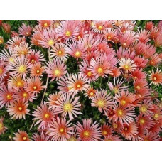 Делосперма Келаїдіс | Delosperma Kelaidis | Делосперма Келаидис
