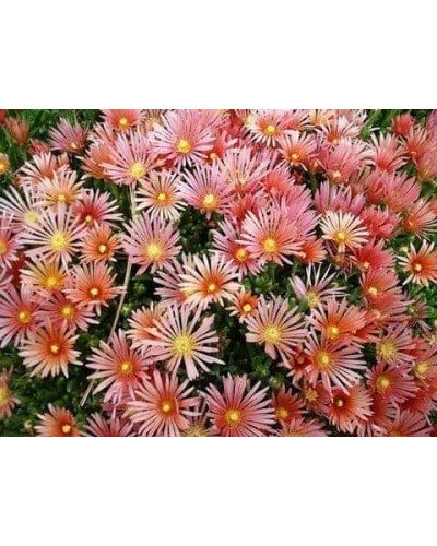 Делосперма Келаїдіс | Delosperma Kelaidis | Делосперма Келаидис
