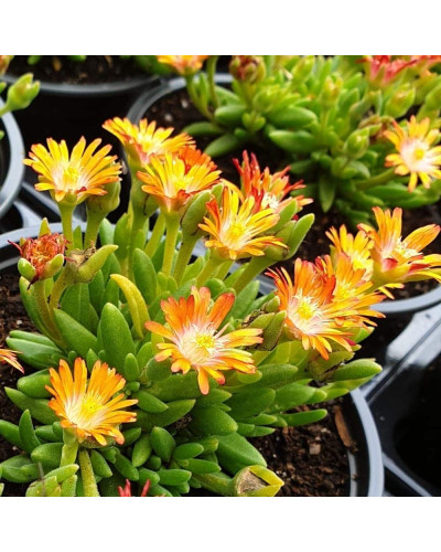 Делосперма Джевел оф Десерт Топаз | Delosperma Jewel of Desert Topaz | Делосперма Джевел оф Десерт Топаз
