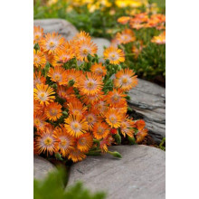 Делосперма Джевел оф Десерт Топаз | Delosperma Jewel of Desert Topaz |  Делосперма Джевел оф Десерт Топаз