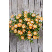 Делосперма Джевел оф Десерт Топаз | Delosperma Jewel of Desert Topaz |  Делосперма Джевел оф Десерт Топаз