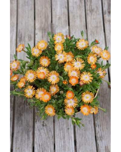 Делосперма Джевел оф Десерт Топаз | Delosperma Jewel of Desert Topaz | Делосперма Джевел оф Десерт Топаз