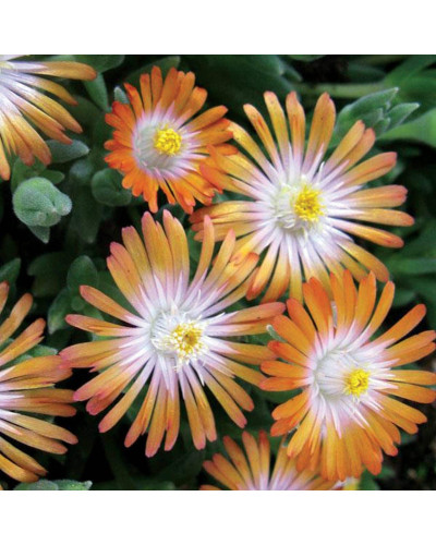 Делосперма Джевел оф Десерт Топаз | Delosperma Jewel of Desert Topaz | Делосперма Джевел оф Десерт Топаз