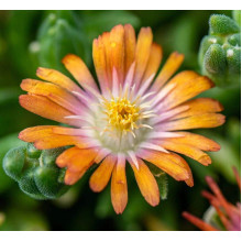 Делосперма Джевел оф Десерт Топаз | Delosperma Jewel of Desert Topaz |  Делосперма Джевел оф Десерт Топаз