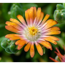 Делосперма Джевел оф Десерт Топаз | Delosperma Jewel of Desert Topaz |  Делосперма Джевел оф Десерт Топаз