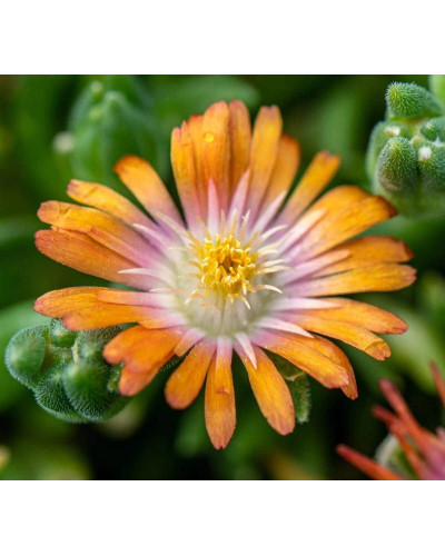 Делосперма Джевел оф Десерт Топаз | Delosperma Jewel of Desert Topaz | Делосперма Джевел оф Десерт Топаз