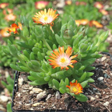 Делосперма Джевел оф Десерт Топаз | Delosperma Jewel of Desert Topaz |  Делосперма Джевел оф Десерт Топаз