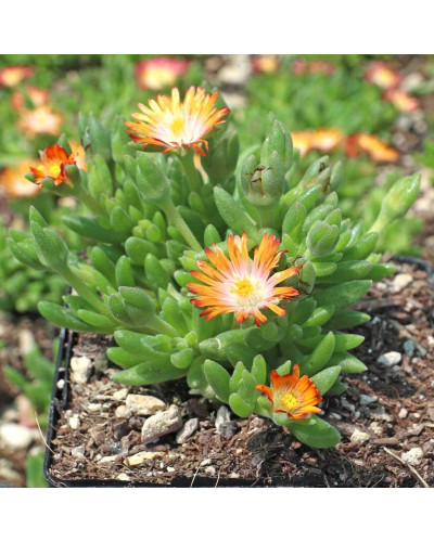 Делосперма Джевел оф Десерт Топаз | Delosperma Jewel of Desert Topaz | Делосперма Джевел оф Десерт Топаз