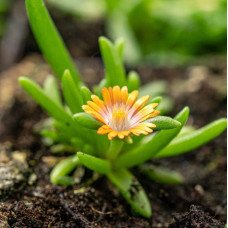 Делосперма Джевел оф Десерт Топаз | Delosperma Jewel of Desert Topaz |  Делосперма Джевел оф Десерт Топаз