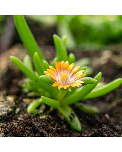 Делосперма Джевел оф Десерт Топаз | Delosperma Jewel of Desert Topaz | Делосперма Джевел оф Десерт Топаз