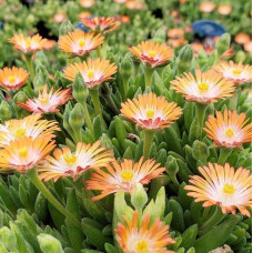 Делосперма Джевел оф Десерт Топаз | Delosperma Jewel of Desert Topaz |  Делосперма Джевел оф Десерт Топаз
