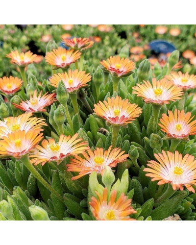 Делосперма Джевел оф Десерт Топаз | Delosperma Jewel of Desert Topaz | Делосперма Джевел оф Десерт Топаз
