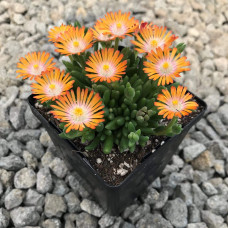Делосперма Джевел оф Десерт Топаз | Delosperma Jewel of Desert Topaz |  Делосперма Джевел оф Десерт Топаз