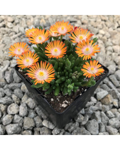 Делосперма Джевел оф Десерт Топаз | Delosperma Jewel of Desert Topaz | Делосперма Джевел оф Десерт Топаз