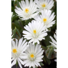 Делосперма Вайт Наггет | Delosperma White Nugget | Делосперма Вайт Наггет
