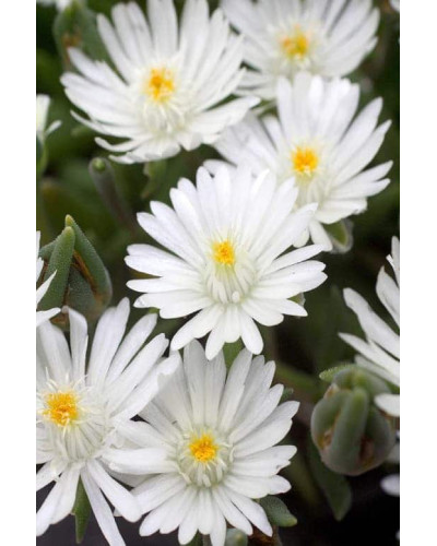 Делосперма Вайт Наггет | Delosperma White Nugget | Делосперма Вайт Наггет