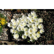 Делосперма Вайт Наггет | Delosperma White Nugget | Делосперма Вайт Наггет
