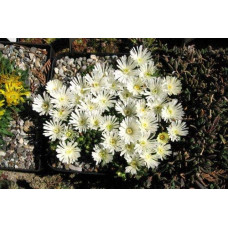 Делосперма Вайт Наггет | Delosperma White Nugget | Делосперма Вайт Наггет