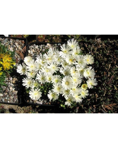 Делосперма Вайт Наггет | Delosperma White Nugget | Делосперма Вайт Наггет