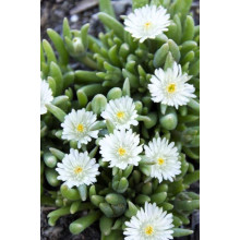 Делосперма Вайт Наггет | Delosperma White Nugget | Делосперма Вайт Наггет