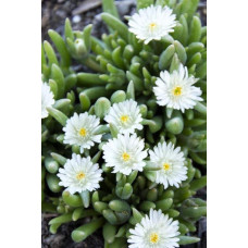 Делосперма Вайт Наггет | Delosperma White Nugget | Делосперма Вайт Наггет