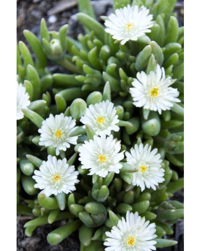 Делосперма Вайт Наггет | Delosperma White Nugget | Делосперма Вайт Наггет