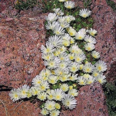 Делосперма Вайт Наггет | Delosperma White Nugget | Делосперма Вайт Наггет