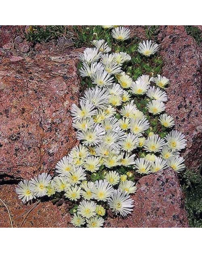 Делосперма Вайт Наггет | Delosperma White Nugget | Делосперма Вайт Наггет