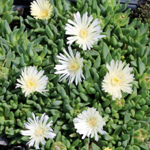 Делосперма Вайт Наггет | Delosperma White Nugget | Делосперма Вайт Наггет