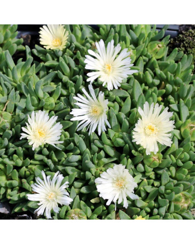 Делосперма Вайт Наггет | Delosperma White Nugget | Делосперма Вайт Наггет