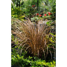 Осока жгутикова (карекс) ‘Аубурн’|Carex flagellifera ‘Auburn’|Осока жгутиковая (карекс) ‘Аубурн’