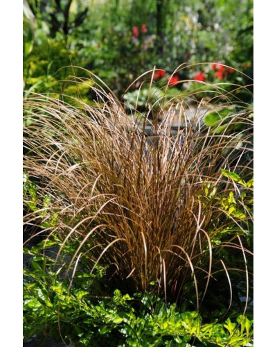 Осока жгутикова (карекс) ‘Аубурн’|Carex flagellifera ‘Auburn’|Осока жгутиковая (карекс) ‘Аубурн’