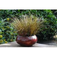 Осока жгутикова (карекс) ‘Аубурн’|Carex flagellifera ‘Auburn’|Осока жгутиковая (карекс) ‘Аубурн’