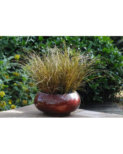 Осока жгутикова (карекс) ‘Аубурн’|Carex flagellifera ‘Auburn’|Осока жгутиковая (карекс) ‘Аубурн’