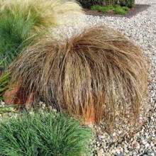 Осока жгутикова (карекс) ‘Аубурн’|Carex flagellifera ‘Auburn’|Осока жгутиковая (карекс) ‘Аубурн’