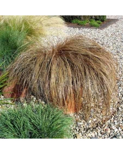 Осока жгутикова (карекс) ‘Аубурн’|Carex flagellifera ‘Auburn’|Осока жгутиковая (карекс) ‘Аубурн’