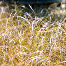 Осока жгутикова (карекс) ‘Аубурн’|Carex flagellifera ‘Auburn’|Осока жгутиковая (карекс) ‘Аубурн’