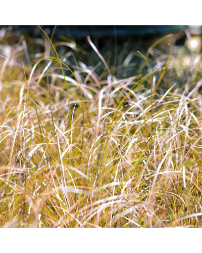 Осока жгутикова (карекс) ‘Аубурн’|Carex flagellifera ‘Auburn’|Осока жгутиковая (карекс) ‘Аубурн’