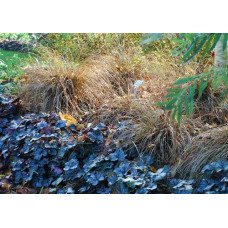 Осока жгутикова (карекс) ‘Аубурн’|Carex flagellifera ‘Auburn’|Осока жгутиковая (карекс) ‘Аубурн’